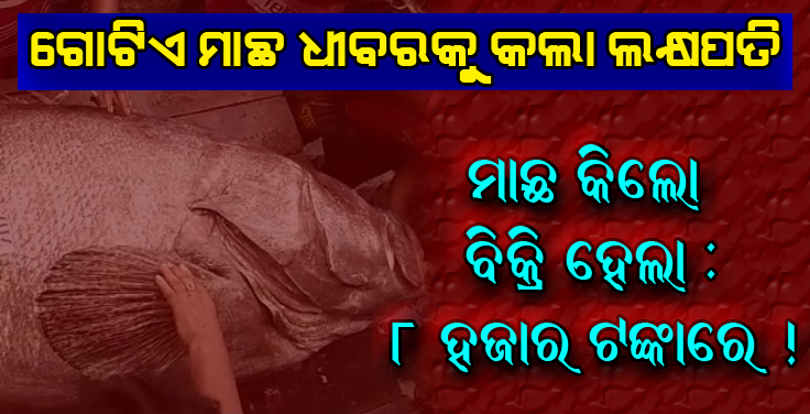 ଗୋଟିଏ ମାଛ ଧୀବରକୁ କଲା ଲକ୍ଷପତି !