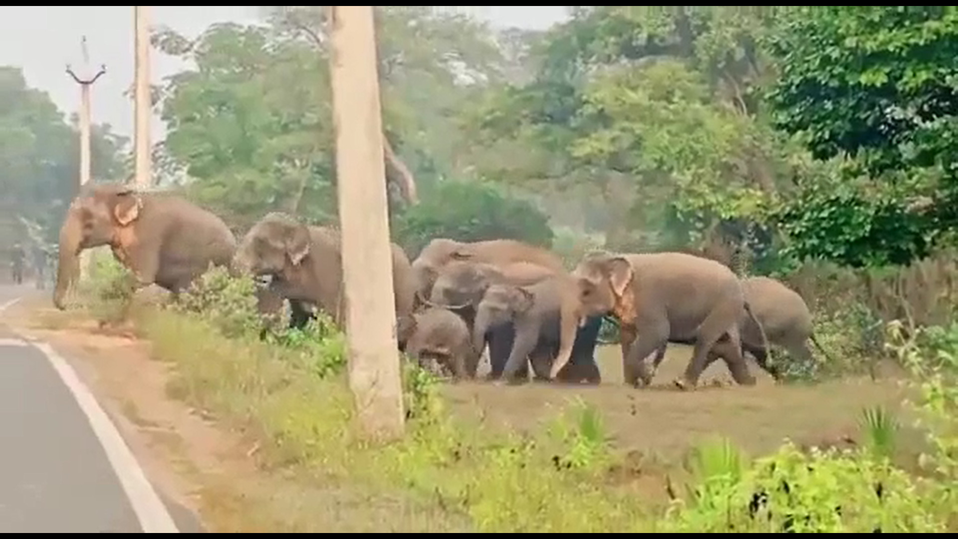 ହାତୀ ପାଦ ତଳେ ଗଲା ଜୀବନ