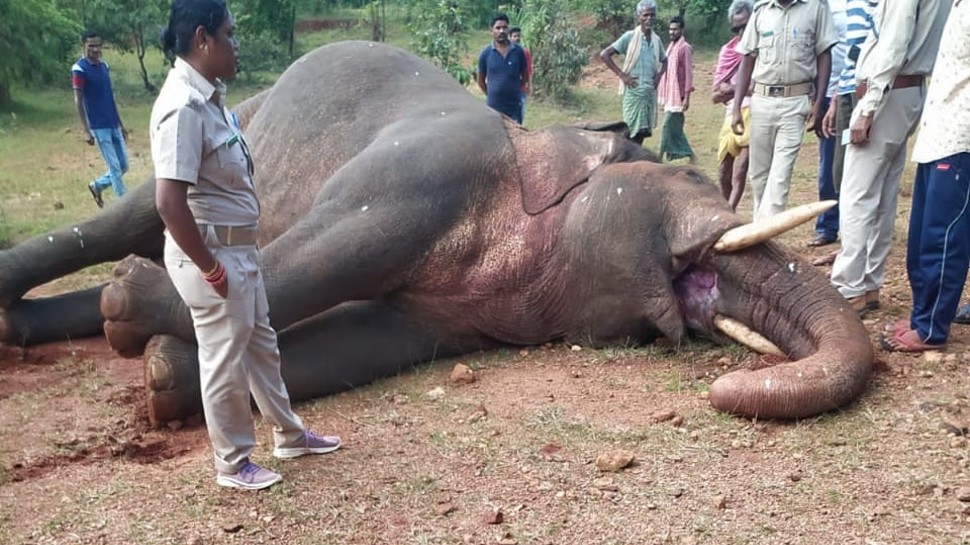 ଆଠମଲ୍ଲିକରେ ହାତୀର ମୃତଦେହ ଠାବ, ଦୋଷ ମୁଣ୍ଡାଇବାକୁ ନେଇ ଚାଲିଠି ଠେଲାପେଲା